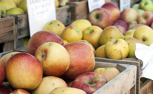 large apple harvest