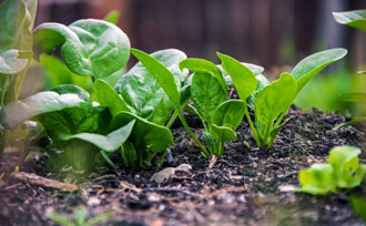 Garden plants