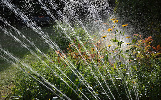sprinkler watering plants