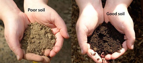 light colored soil next to dark, rich soil