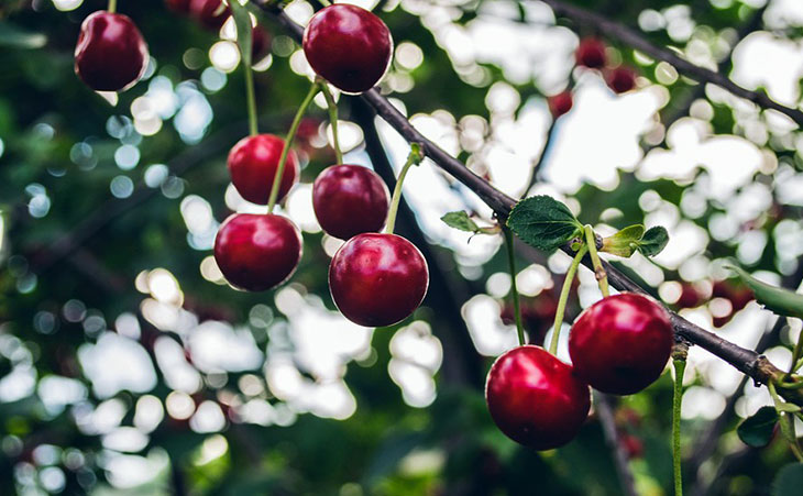 cherries on tree