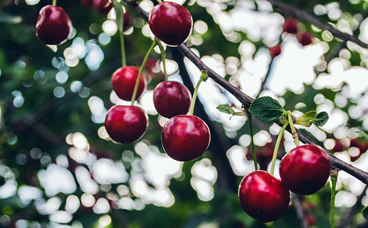 cherries on tree