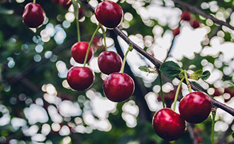 cherries on tree