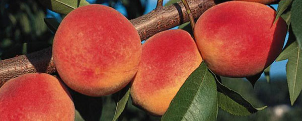 Close up of ripe peaches on a tree