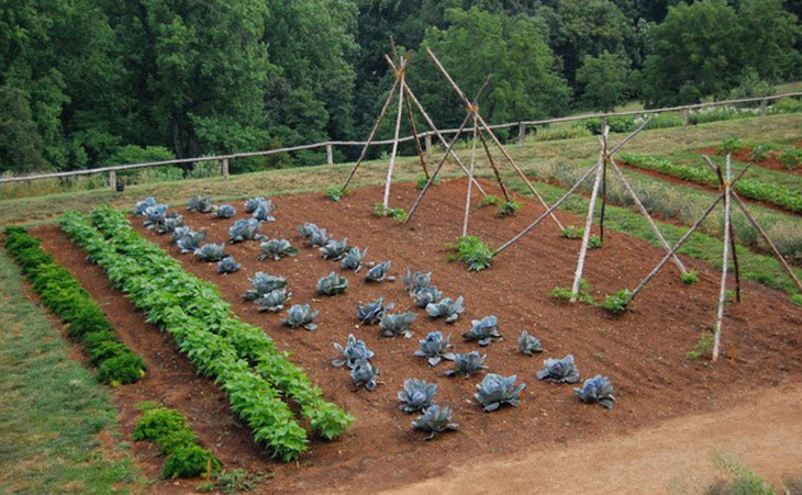 field of various plants