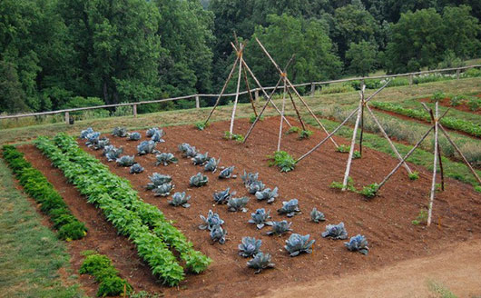 field of various plants