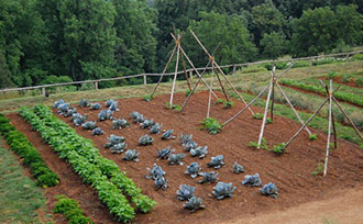 field of various plants