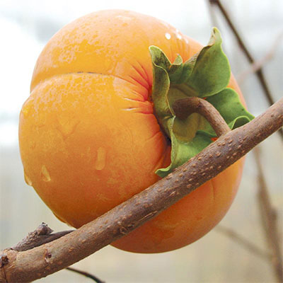 Photo of ripe persimmon on tree