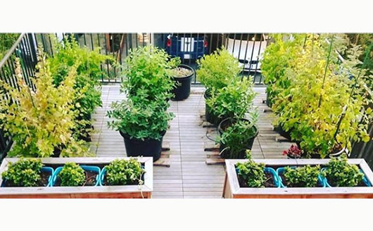 patio full of containers and plants