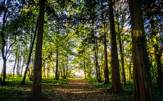 forest