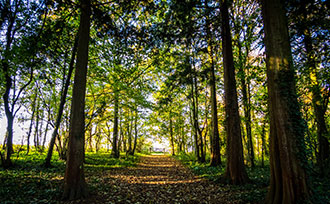 forest