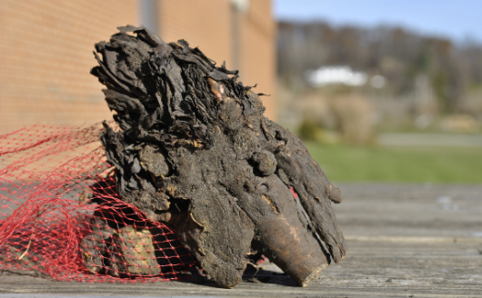 Rhubarb roots sitting on a picnic table