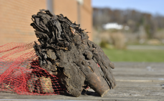 Rhubarb roots sitting on a picnic table