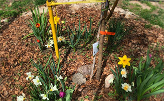 flower bulbs and garlic around fruit tree