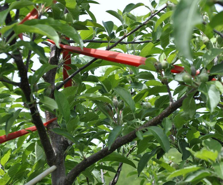 Photo Of Limb Spreaders in Tree