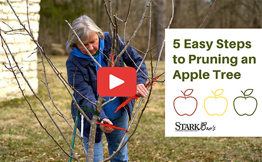 Thumbnail of terry adding limb spreaders to apple tree. Click to play 5 Easy Steps to Pruning an Apple Tree.