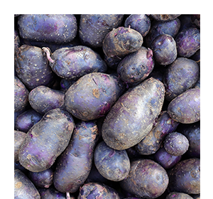 purple caribe seed potato