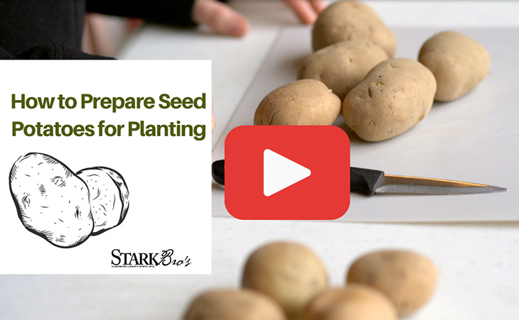 How to Prepare Seed Potatoes for Planting with Video