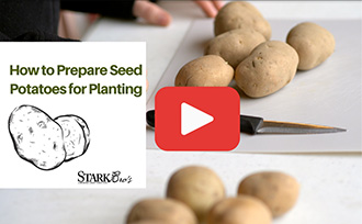 How to Prepare Seed Potatoes for Planting with Video