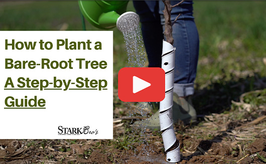 How to Plant a Bare-Root Fruit Tree WATCH NOW
