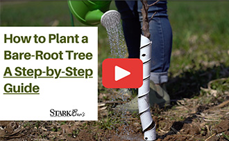 How to Plant a Bare-Root Fruit Tree WATCH NOW