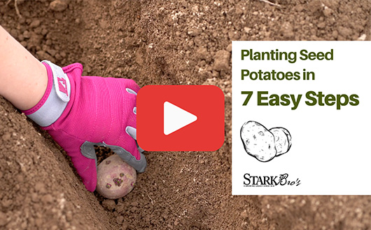planting seed potato in trench with text that reads Planting Seed Potatoes in 7 Easy Steps