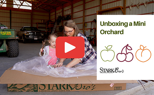 Unboxing fruit trees and berry plants from Stark Bro's