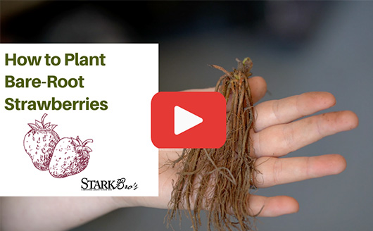 Video Thumbnail - Showing a hand holding bare-root strawberries