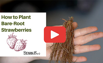 Video Thumbnail - Showing a hand holding bare-root strawberries