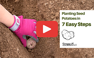 planting seed potato in trench with text that reads Planting Seed Potatoes in 7 Easy Steps