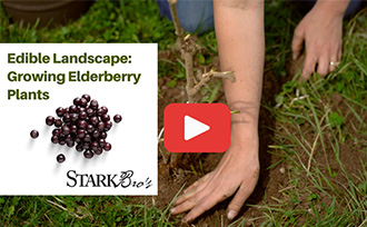 Edible Landscape: Growing Elderberry Plants WATCH NOW