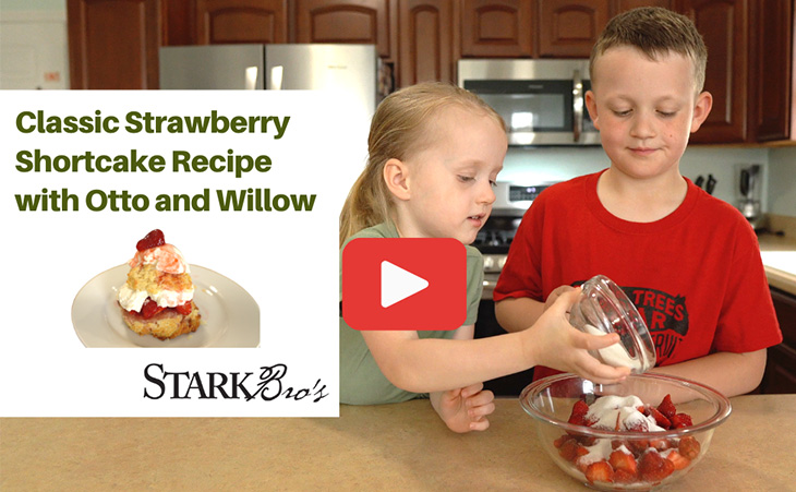 Strawberry Shortcake Recipe with Video - WATCH NOW