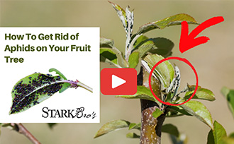 How to get rid of aphids on your fruit tree WATCH NOW