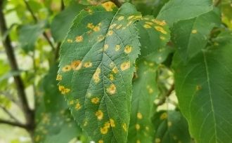 Close up of Cedar Apple Rust disease on Fruit Tree leaf
