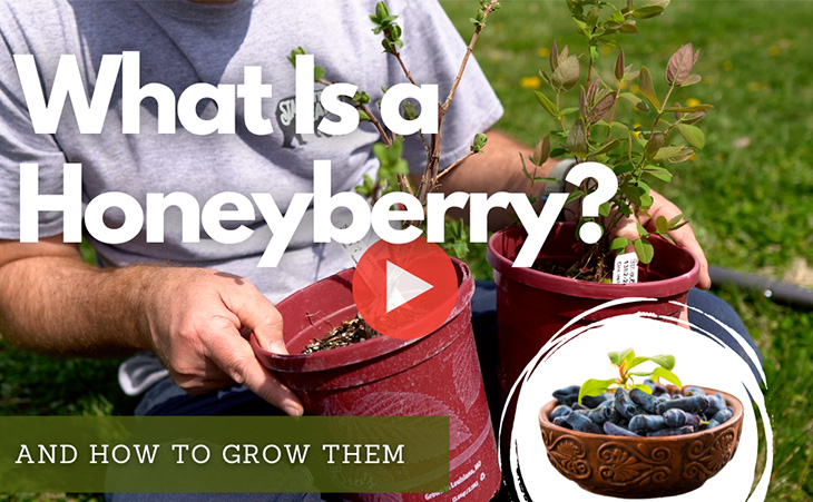 What is a honeyberry? WATCH NOW