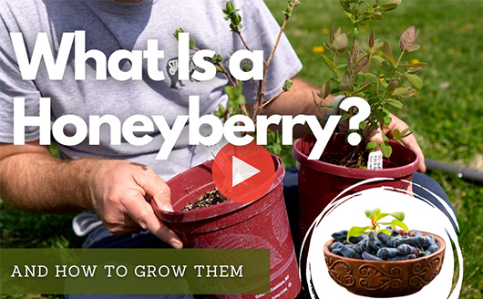 What is a honeyberry? WATCH NOW
