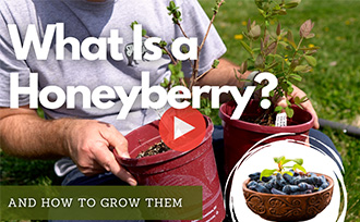 What is a honeyberry? WATCH NOW