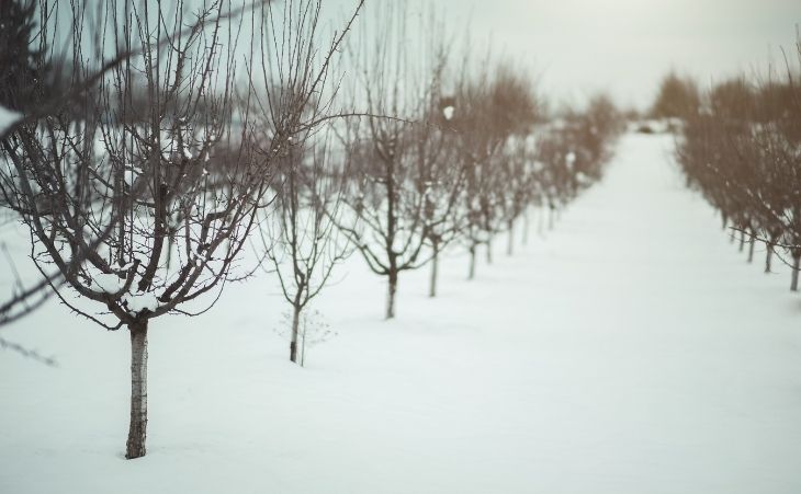 Trees in winter