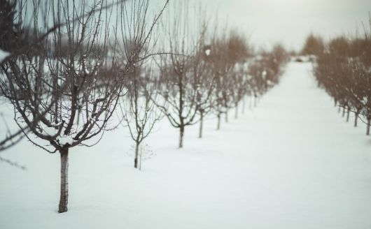 Trees in winter