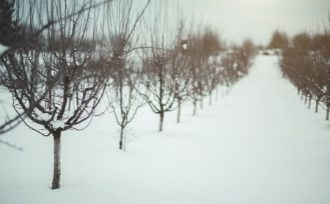 Trees in winter