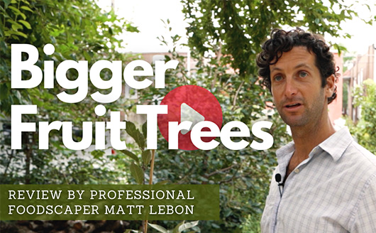 Our Biggest Fruit Trees Ever - WATCH NOW