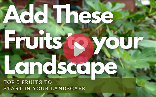 Add These Fruits to Your Landscape Video Thumbnail