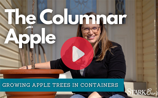 Watch now - a video on how to plant an columnar apple in a large pot