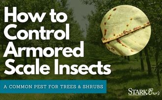 How to control scale insects