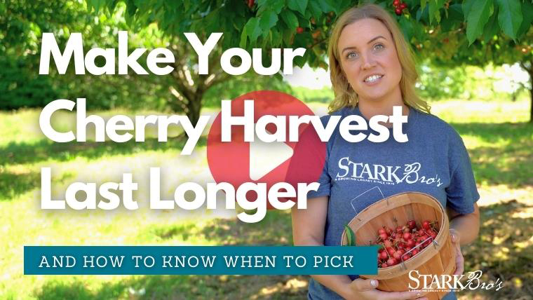 Make your cherry harvest last longer video thumbnail - watch now