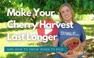 Make your cherry harvest last longer video thumbnail - watch now