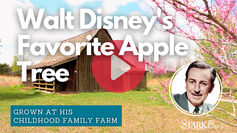 Walt Disney's Favorite Apple Tree WATCH NOW