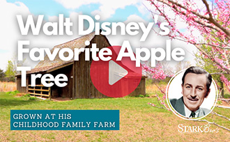 Walt Disney's Favorite Apple Tree WATCH NOW