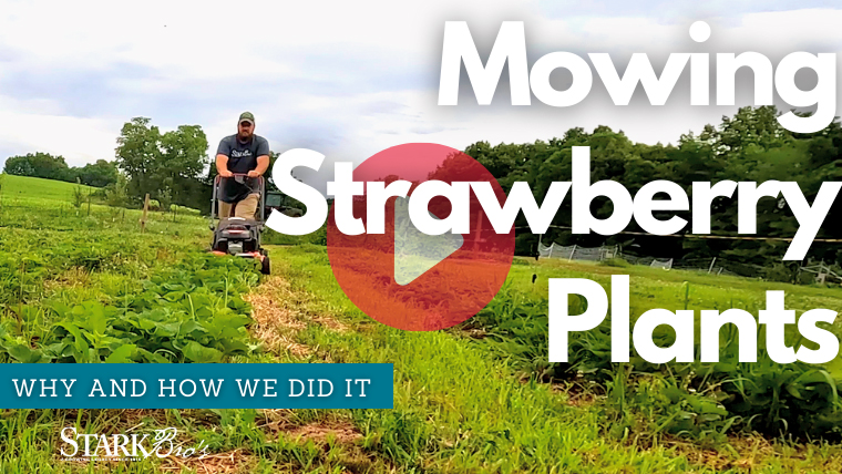 Mowing Strawberry Plants WATCH NOW