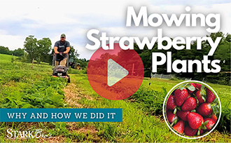 Mowing Strawberry Plants WATCH NOW